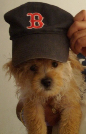 Harrison, a Boston Red Sox fan!!!!